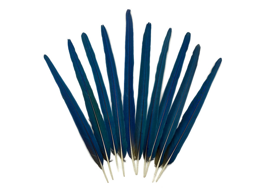 10 Tails Feather Set -  18-23" Iridescent Blue And Yellow Macaw Tail Feather Set - Rare-