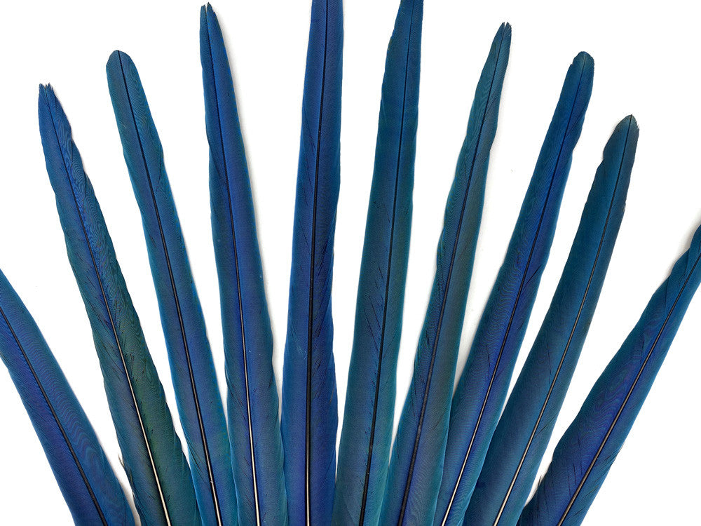 10 Tails Feather Set -  18-23" Iridescent Blue And Yellow Macaw Tail Feather Set - Rare-