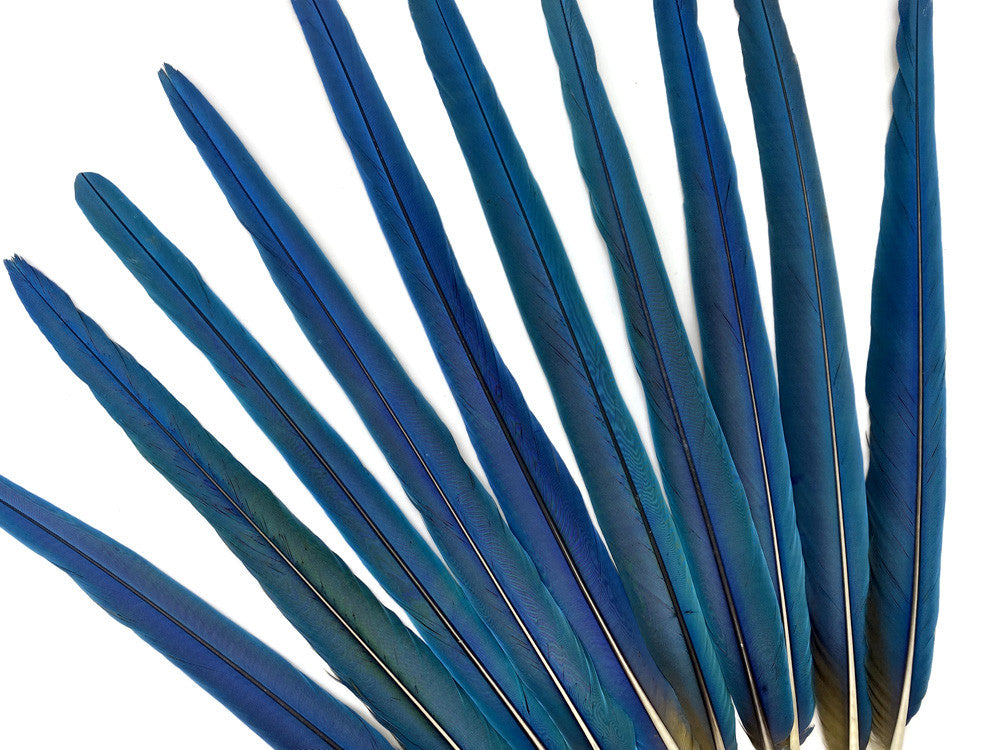 10 Tails Feather Set -  18-23" Iridescent Blue And Yellow Macaw Tail Feather Set - Rare-