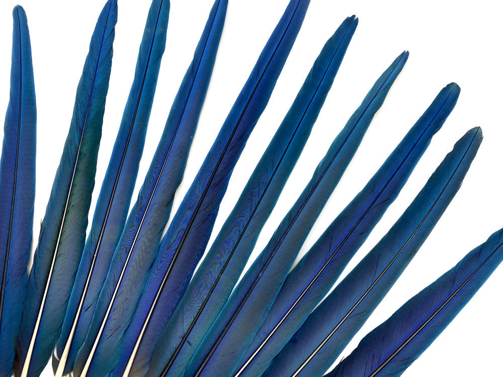 10 Tails Feather Set -  18-23" Iridescent Blue And Yellow Macaw Tail Feather Set - Rare-