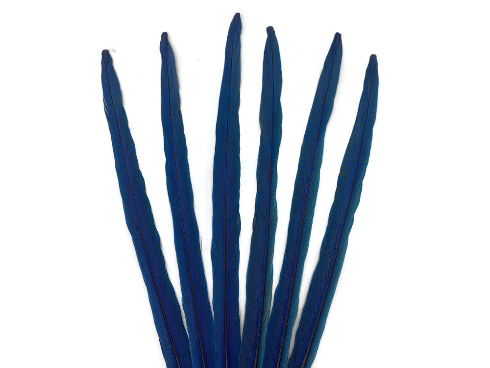 Complete Set of 6 - 21-22" Iridescent Blue And Yellow Macaw Tail Feather Set - Rare-