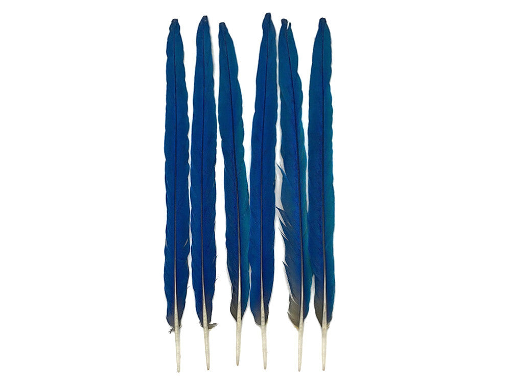 Complete Set of 6 - 21-22" Iridescent Blue And Yellow Macaw Tail Feather Set - Rare-