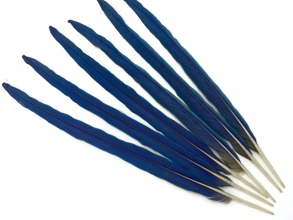 Complete Set of 6 - 21-22" Iridescent Blue And Yellow Macaw Tail Feather Set - Rare-