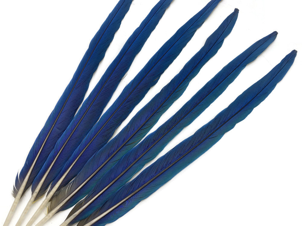 Complete Set of 6 - 21-22" Iridescent Blue And Yellow Macaw Tail Feather Set - Rare-