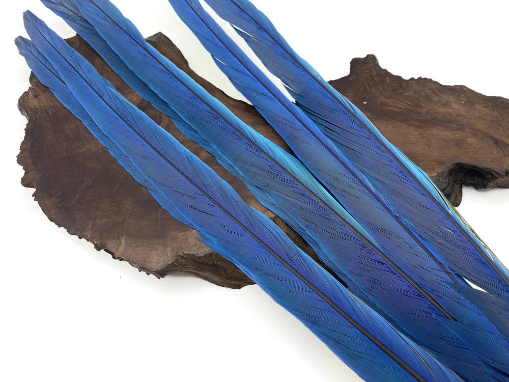 Complete Set of 6 - 21-22" Iridescent Blue And Yellow Macaw Tail Feather Set - Rare-