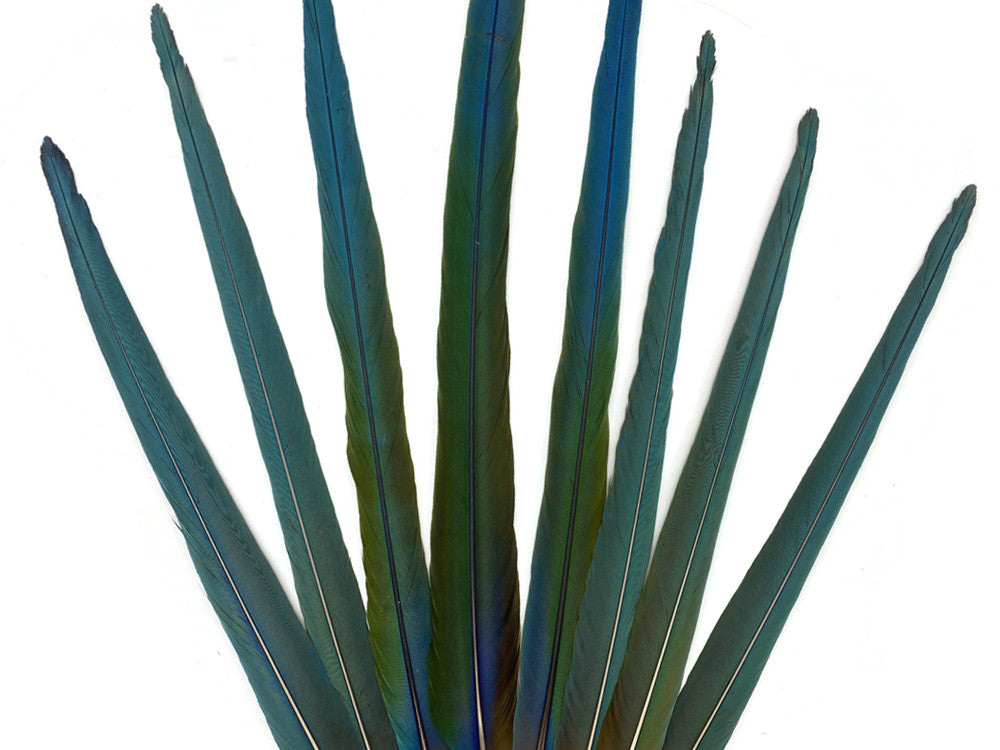 Set of 8- 18-25" Hybrid Greenwing Macaw Tail Super Long Feather -Rare-