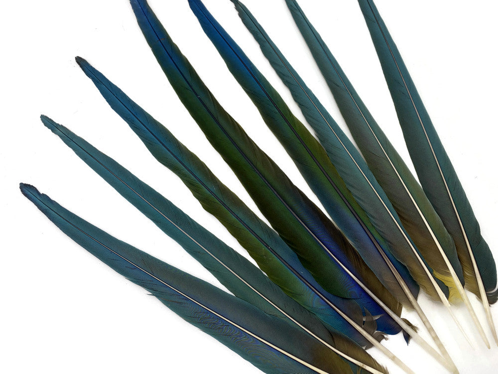 Set of 8- 18-25" Hybrid Greenwing Macaw Tail Super Long Feather -Rare-