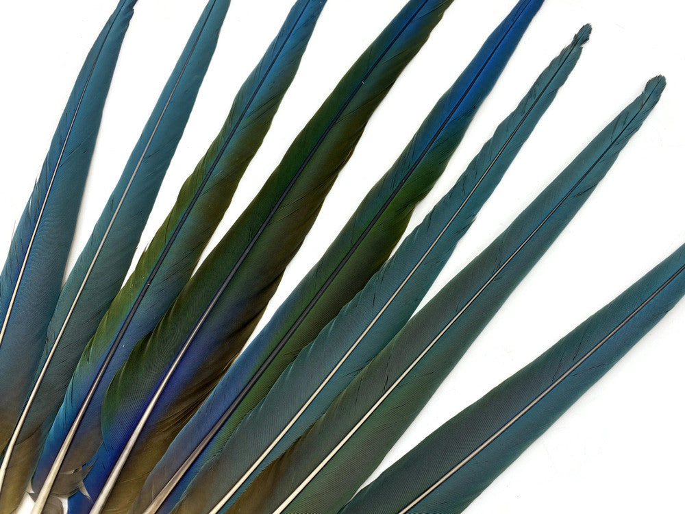 Set of 8- 18-25" Hybrid Greenwing Macaw Tail Super Long Feather -Rare-