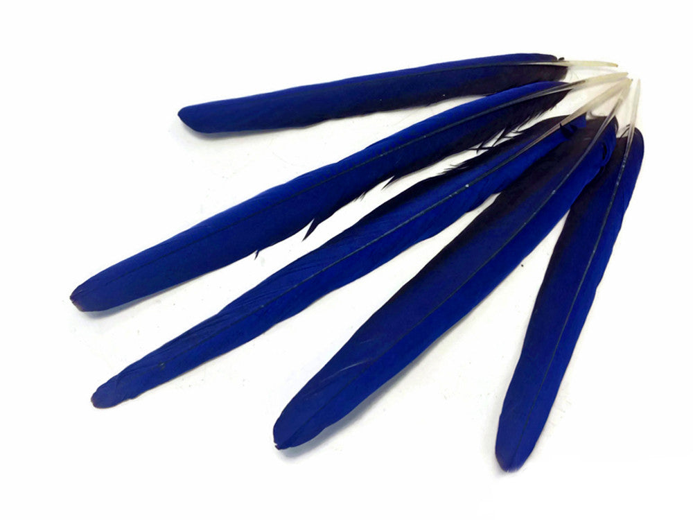 5 Pieces - Iridescent Blue Hyacinth Macaw Tail Feather Set - Rare-