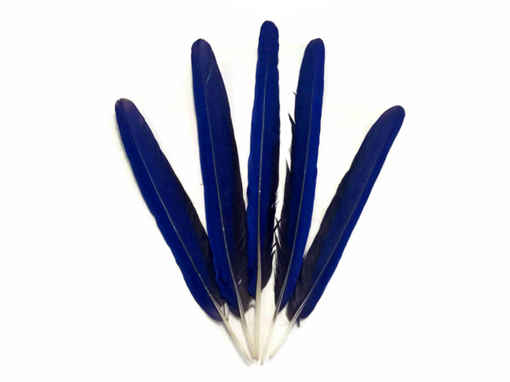 5 Pieces - Iridescent Blue Hyacinth Macaw Tail Feather Set - Rare-