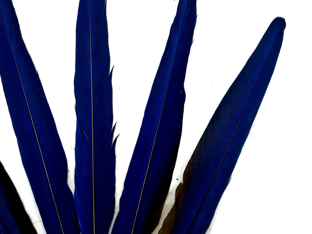 5 Pieces - Iridescent Blue Hyacinth Macaw Tail Feather Set - Rare-