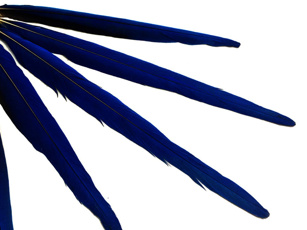 5 Pieces - Iridescent Blue Hyacinth Macaw Tail Feather Set - Rare-