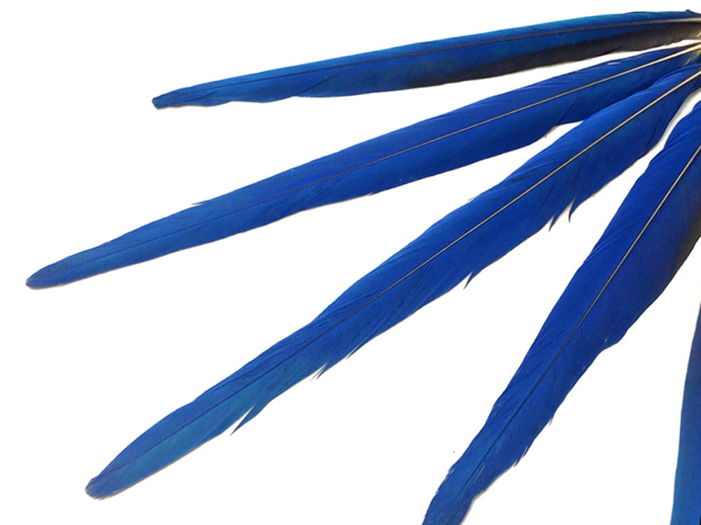 5 Tails Feathers -  Iridescent Blue And Yellow Macaw Tail Feather Set - Rare-