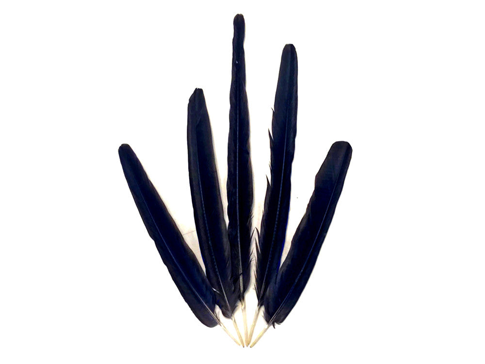 5 Pieces - Iridescent Blue Hyacinth Macaw Tail Feather Set - Rare-