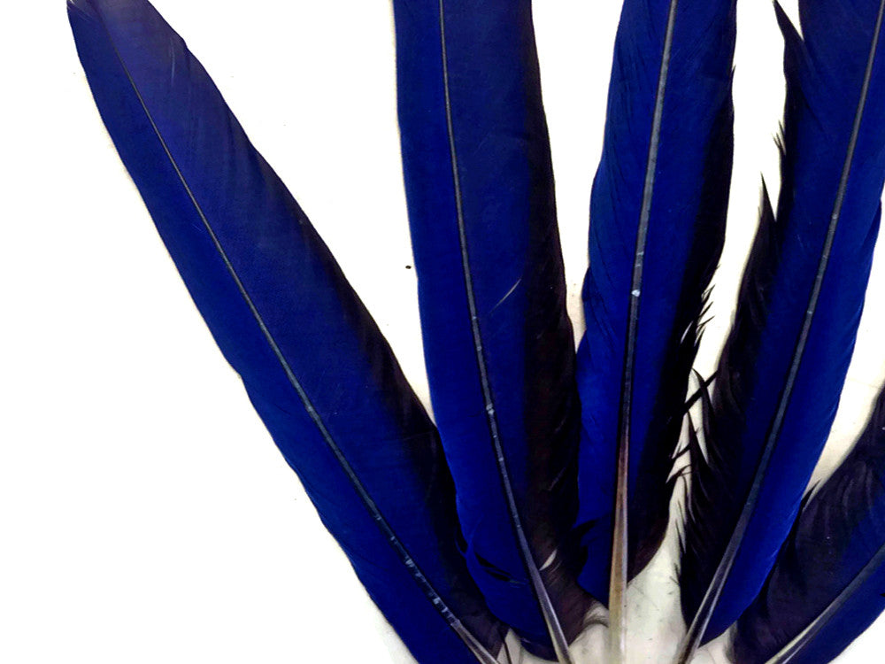 5 Pieces - Iridescent Blue Hyacinth Macaw Tail Feather Set - Rare-