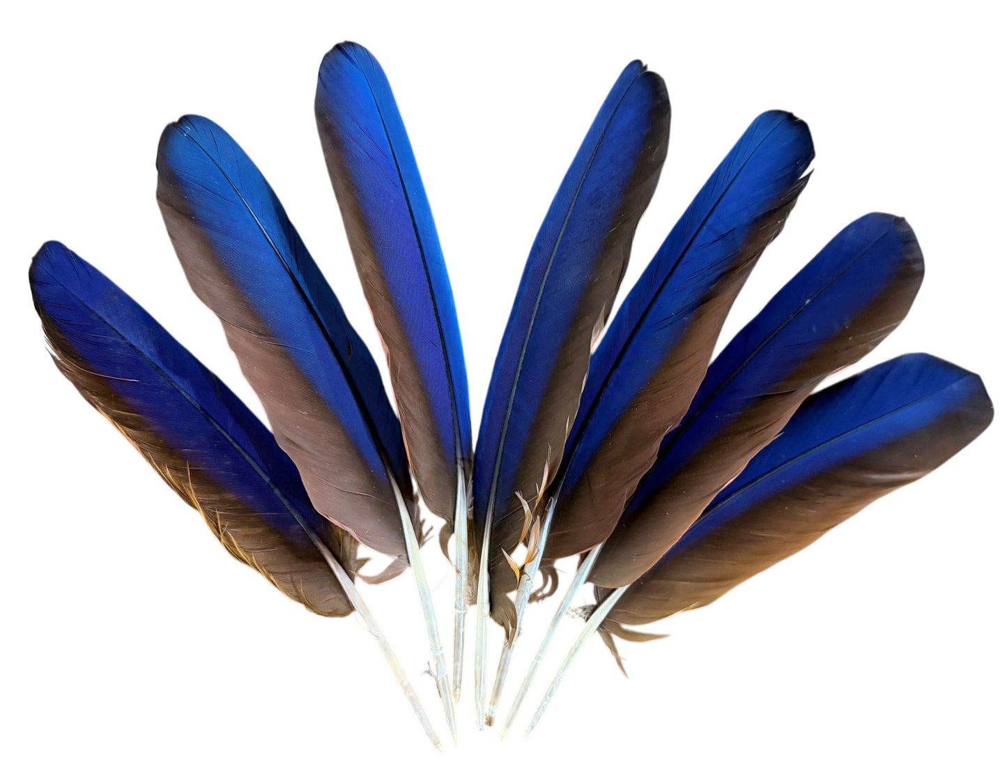 4 Pieces - Iridescent Blue And Red Greenwing Macaw Feather -Rare-