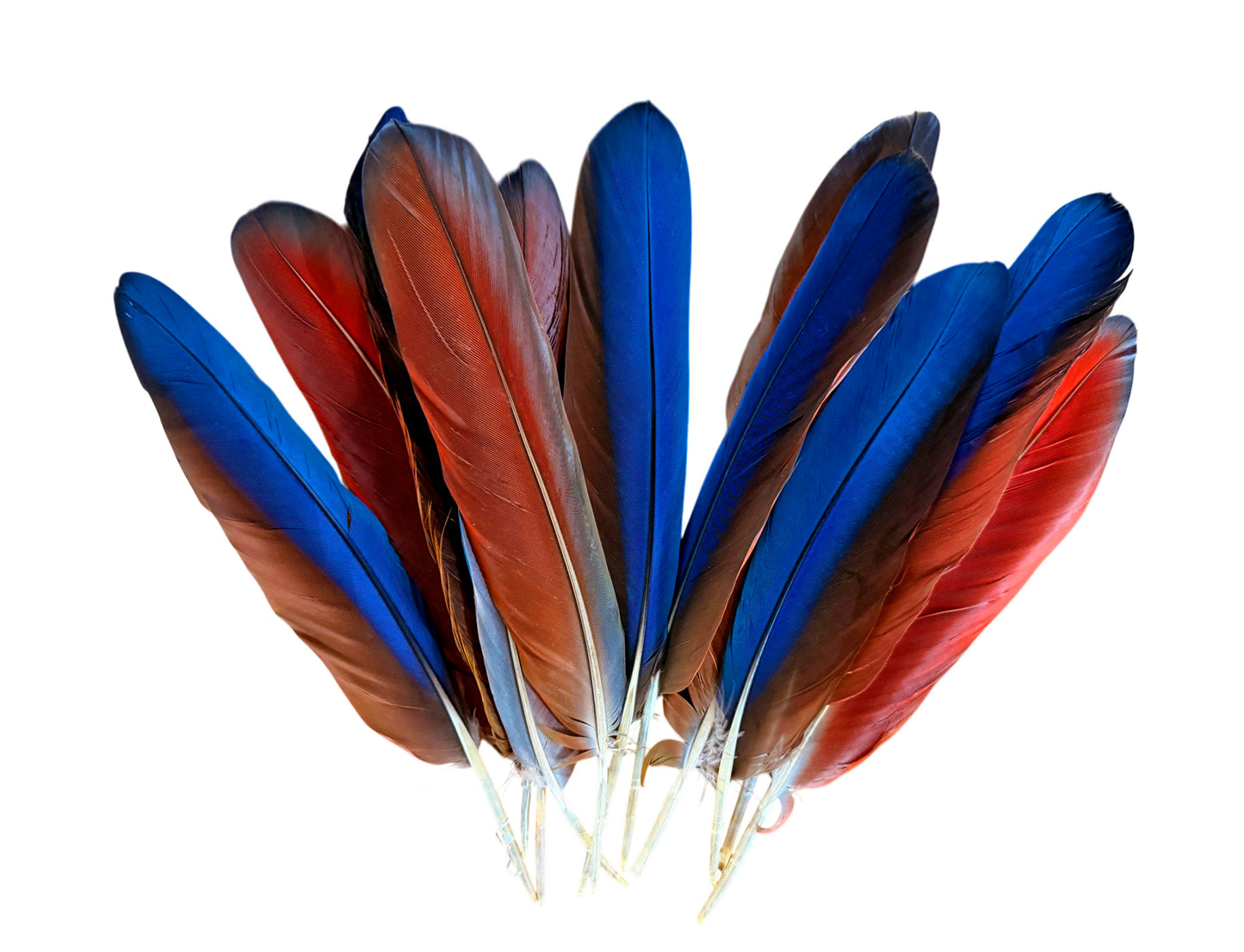 4 Pieces - Iridescent Blue And Red Greenwing Macaw Feather -Rare-