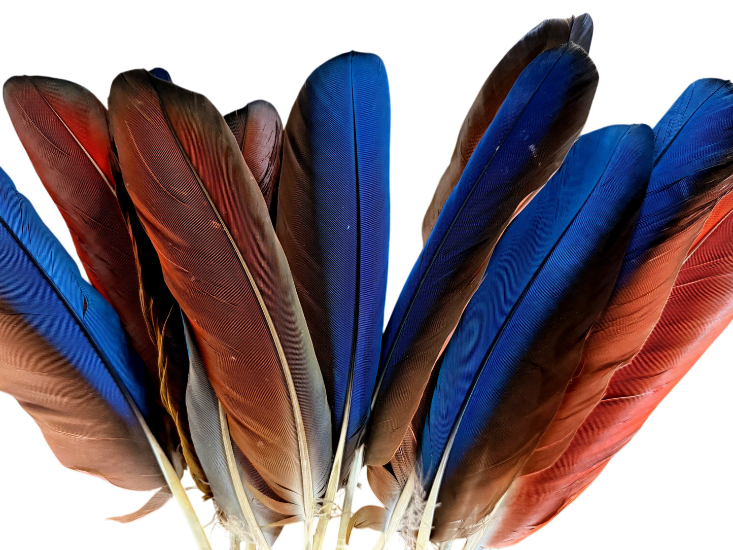 4 Pieces - Iridescent Blue And Red Greenwing Macaw Feather -Rare-