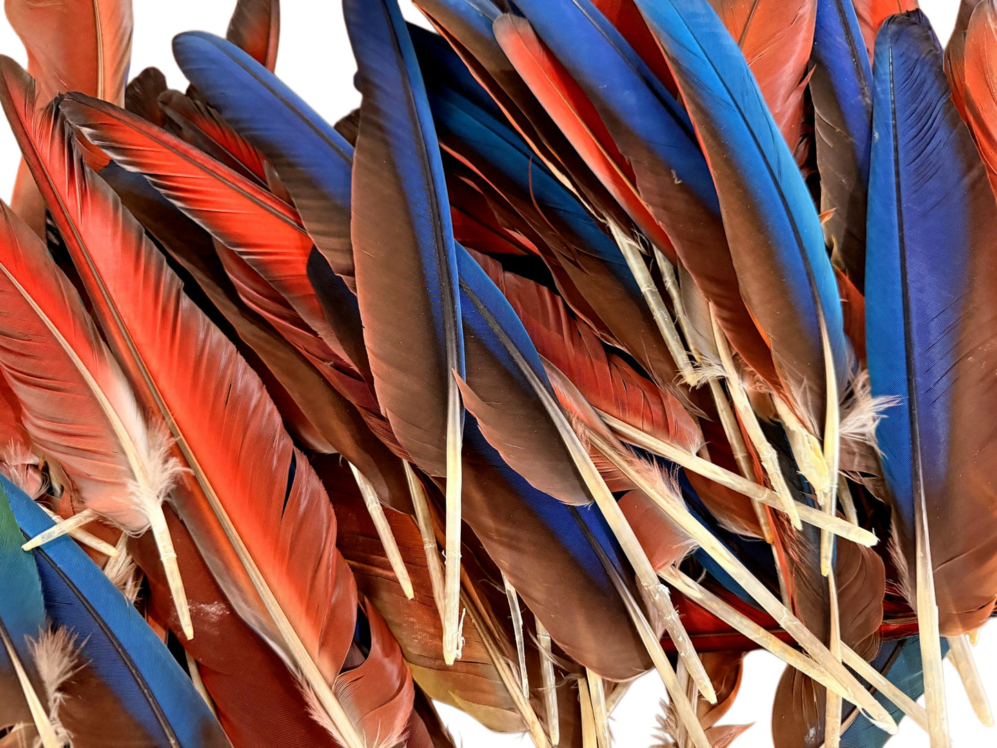 4 Pieces - Iridescent Blue And Red Greenwing Macaw Feather -Rare-