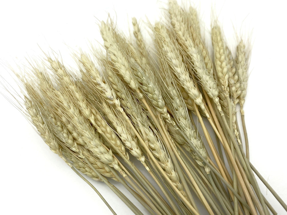 50 Pieces - 10-12" Natural Ivory Preserved Dried Botanical Wheat Grass