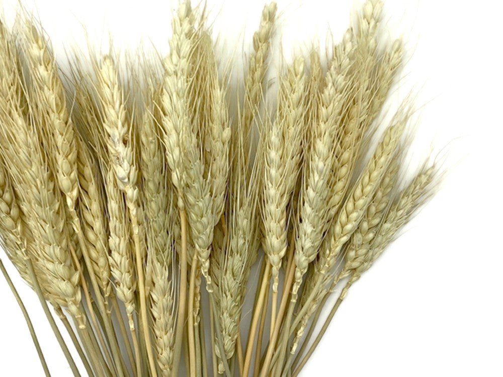 50 Pieces - 10-12" Natural Ivory Preserved Dried Botanical Wheat Grass