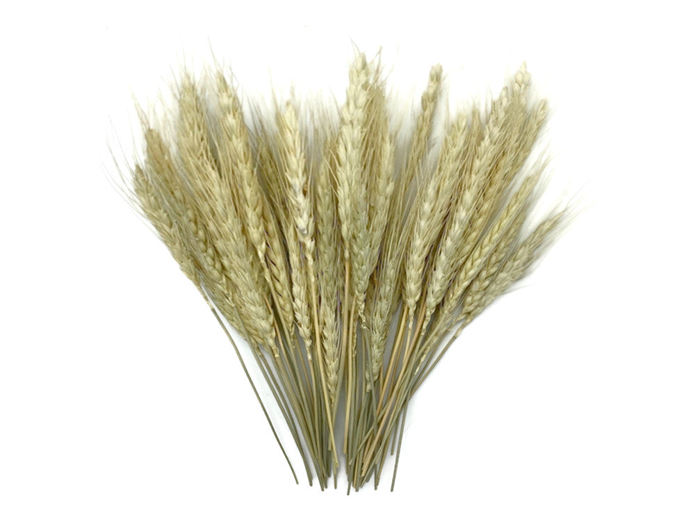 50 Pieces - 10-12" Natural Ivory Preserved Dried Botanical Wheat Grass