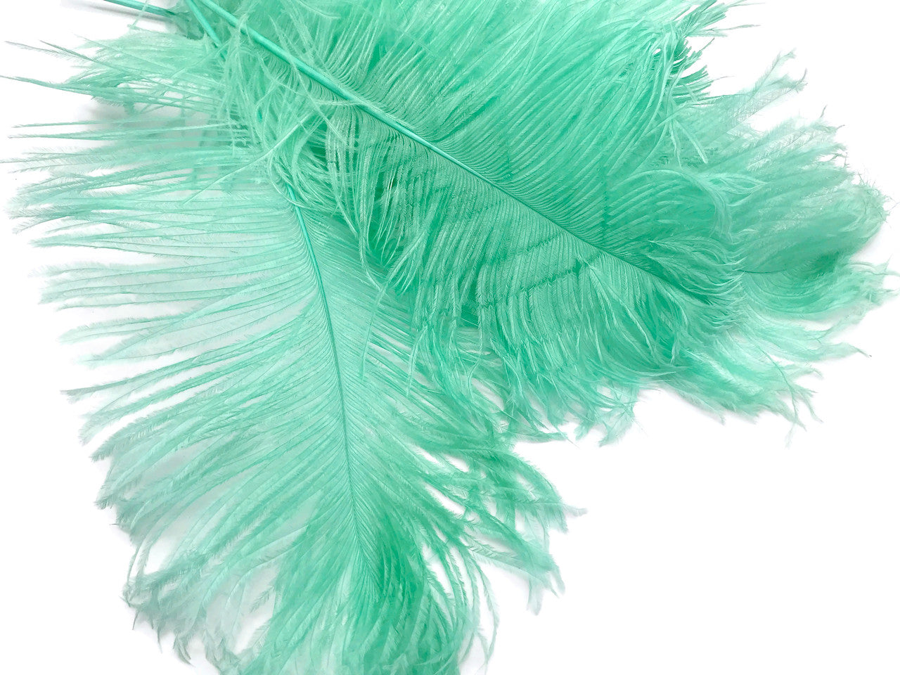 10 Pieces -  12-16" Mint Green Dyed Ostrich Tail Fancy Feathers