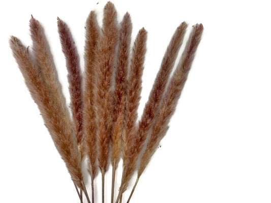 30 Pieces - 18-20" Natural Red Preserved Small Reed Pampas Grass Dried Botanical