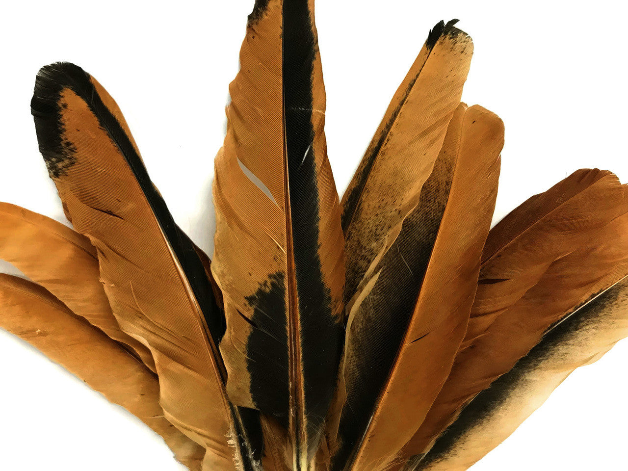 10 Pieces - Natural Golden Brown Hen Wing Quills Feathers