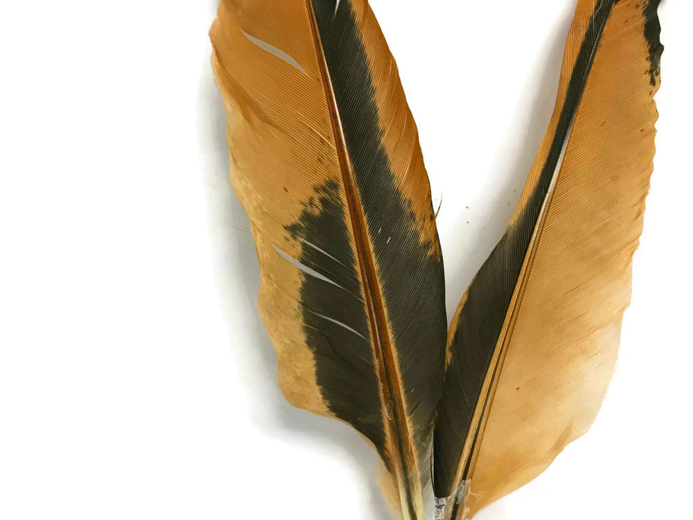 10 Pieces - Natural Golden Brown Hen Wing Quills Feathers