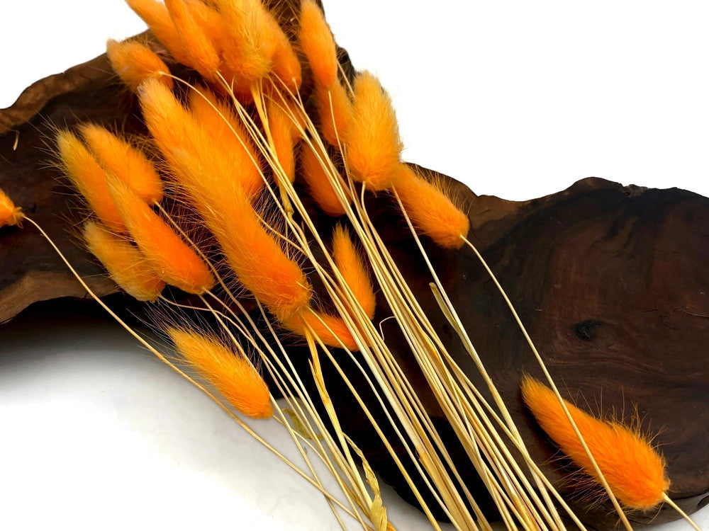 30 Pieces - 12-15" Orange Bunny Tail Preserved Dried Botanical Grass Bouquet