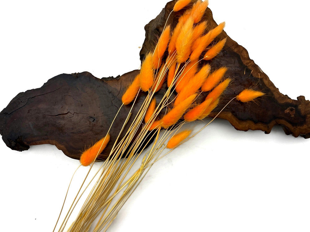 30 Pieces - 12-15" Orange Bunny Tail Preserved Dried Botanical Grass Bouquet