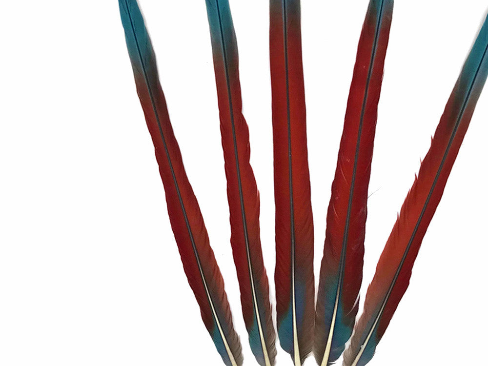 Complete Set of 5 - 20-22" Scarlet Red Macaw Tail Super Long Feather -Rare-