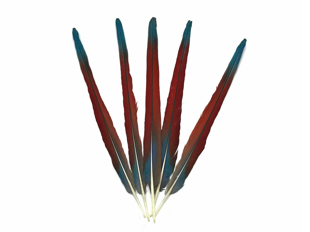 Complete Set of 5 - 20-22" Scarlet Red Macaw Tail Super Long Feather -Rare-