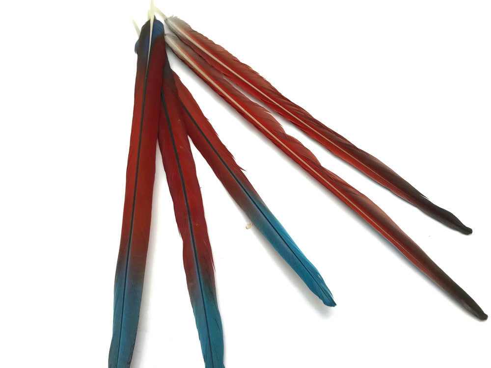 Complete Set of 5 - 20-22" Scarlet Red Macaw Tail Super Long Feather -Rare-