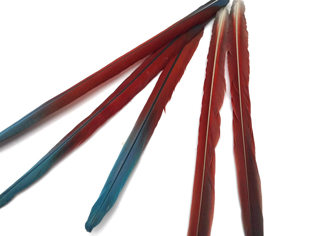 Complete Set of 5 - 20-22" Scarlet Red Macaw Tail Super Long Feather -Rare-