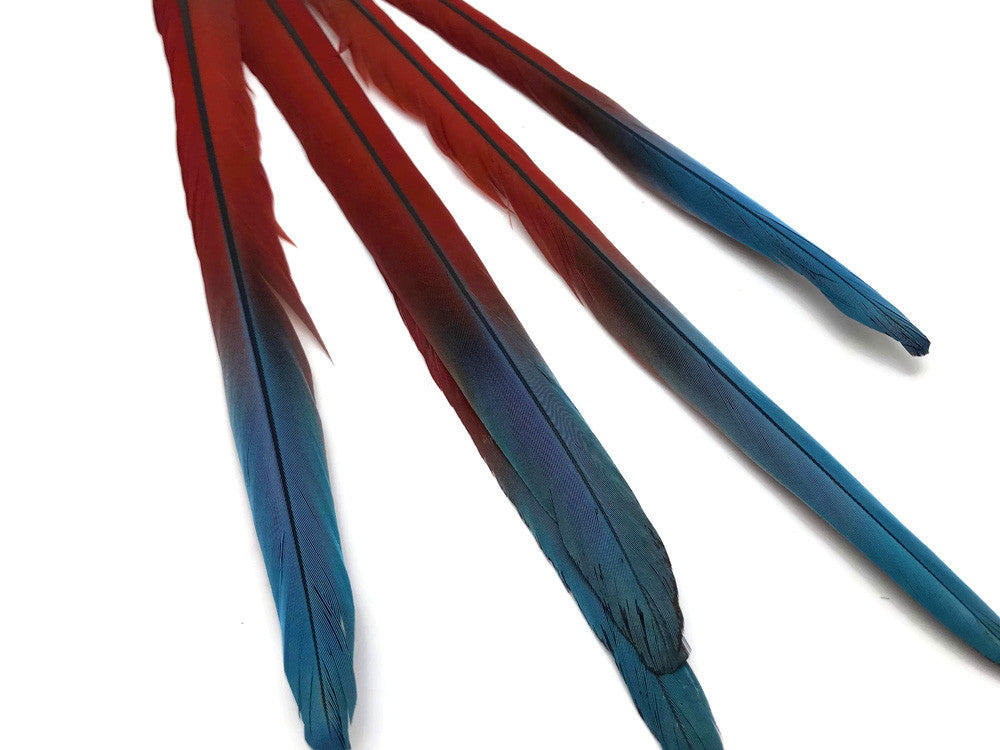 Complete Set of 5 - 20-22" Scarlet Red Macaw Tail Super Long Feather -Rare-