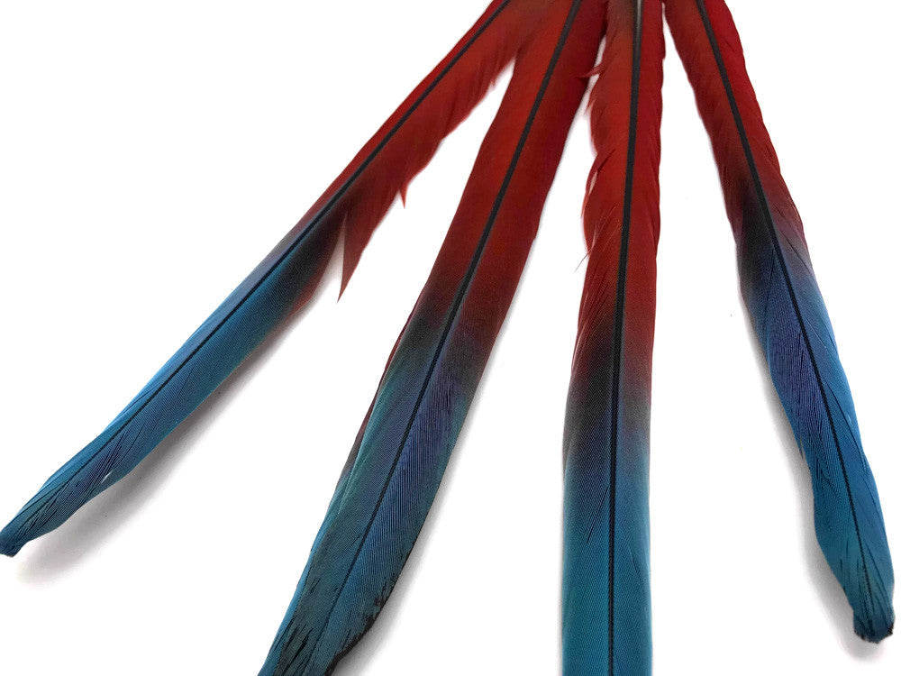 Complete Set of 5 - 20-22" Scarlet Red Macaw Tail Super Long Feather -Rare-