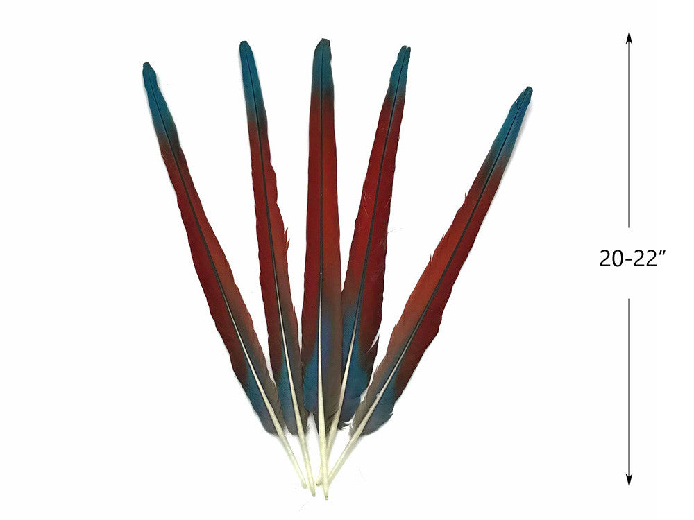 Complete Set of 5 - 20-22" Scarlet Red Macaw Tail Super Long Feather -Rare-