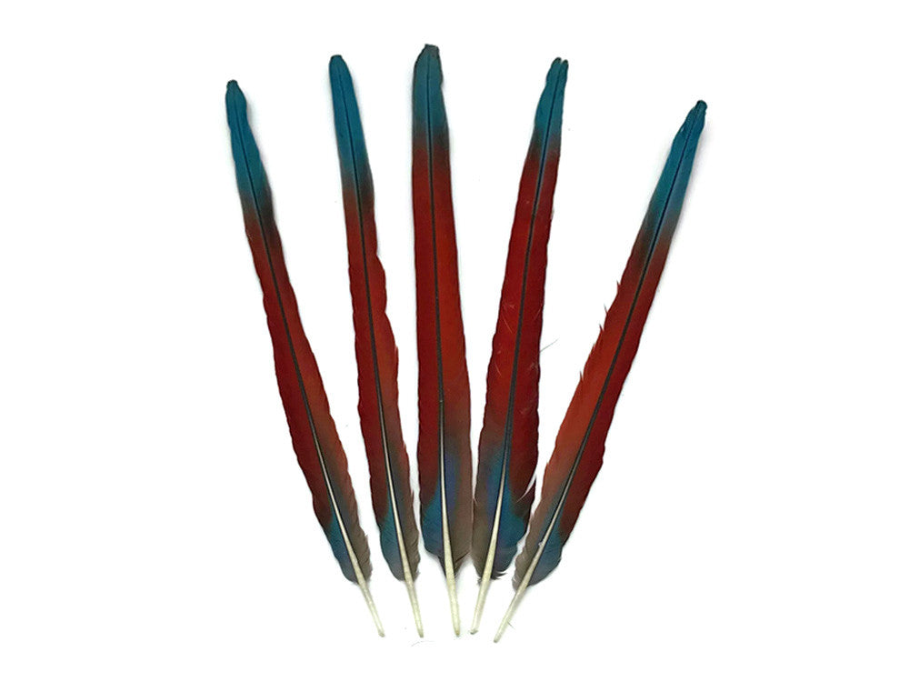 Complete Set of 5 - 20-22" Scarlet Red Macaw Tail Super Long Feather -Rare-