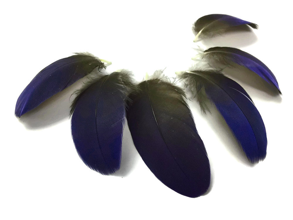 6 Pieces - Small Natural Blue Hyacinth Macaw Plumage Feather -Rare- 