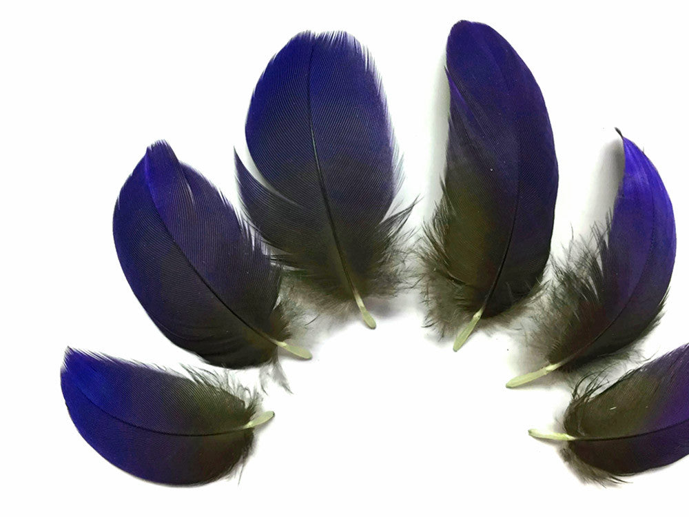 6 Pieces - Small Natural Blue Hyacinth Macaw Plumage Feather -Rare- 