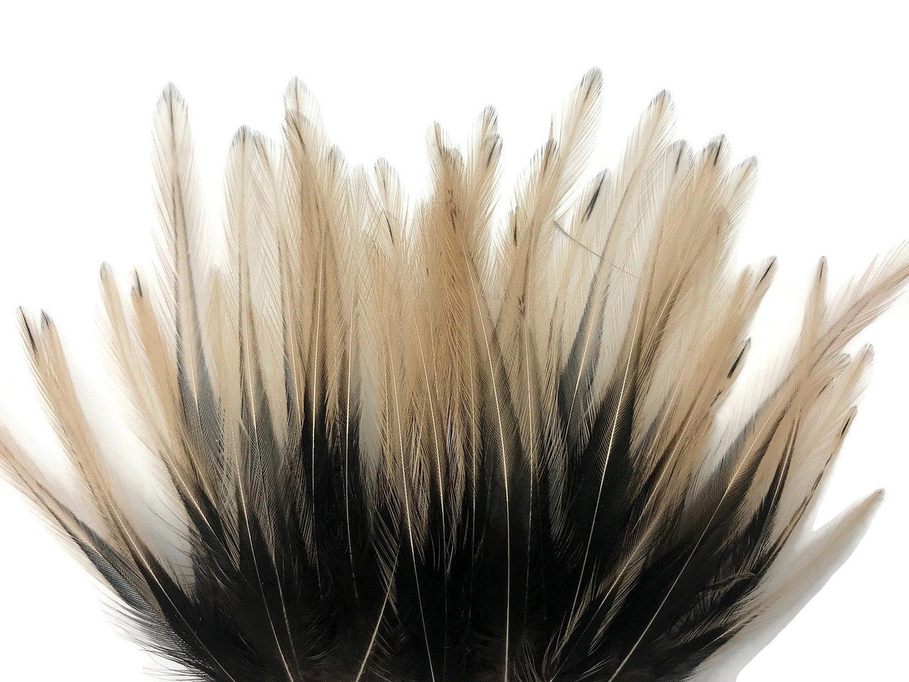 10 Pieces - Tan Dyed BLW Laced Short Rooster Cape Whiting Farms Feathers