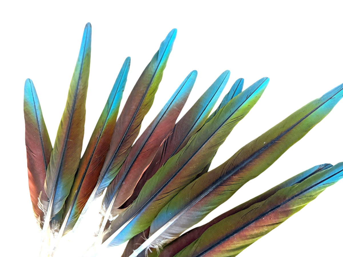 4 Pieces - 6-10" Tri Color Ombre Hybrid Macaw Small Tail Feathers - Rare-