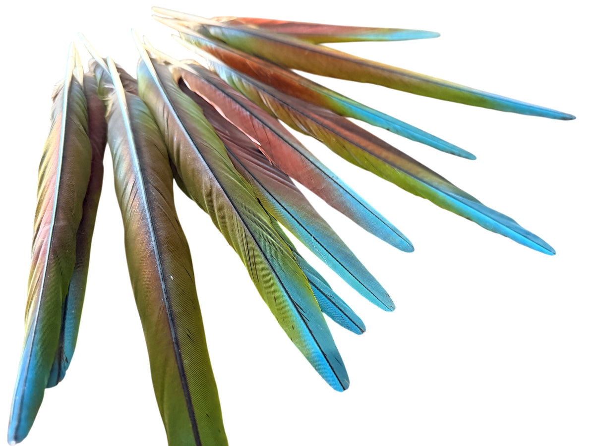 4 Pieces - 6-10" Tri Color Ombre Hybrid Macaw Small Tail Feathers - Rare-