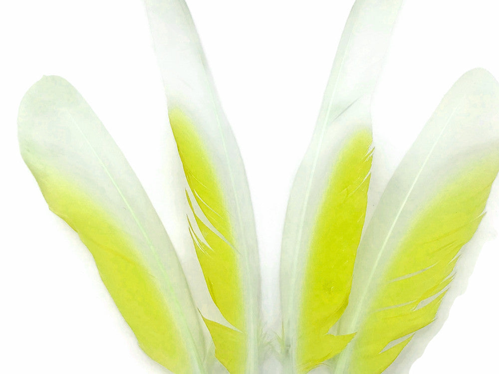 4 Pieces - White And Yellow Sulphur-Crested Cockatoo Wing Feather -Rare-