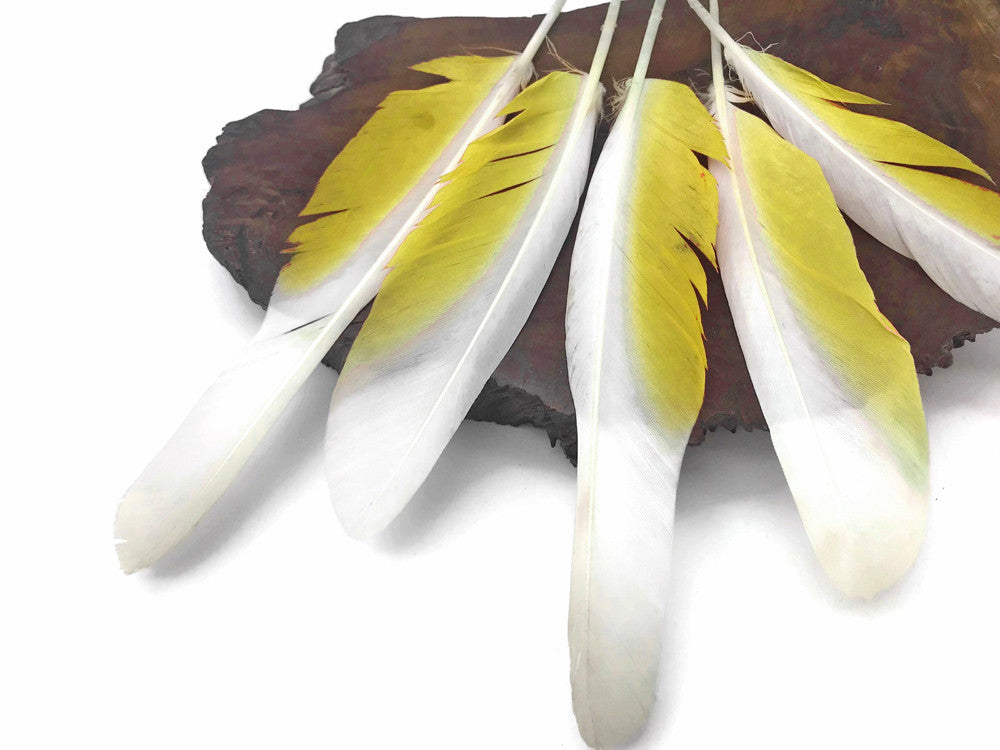 4 Pieces - White And Yellow Sulphur-Crested Cockatoo Wing Feather -Rare-