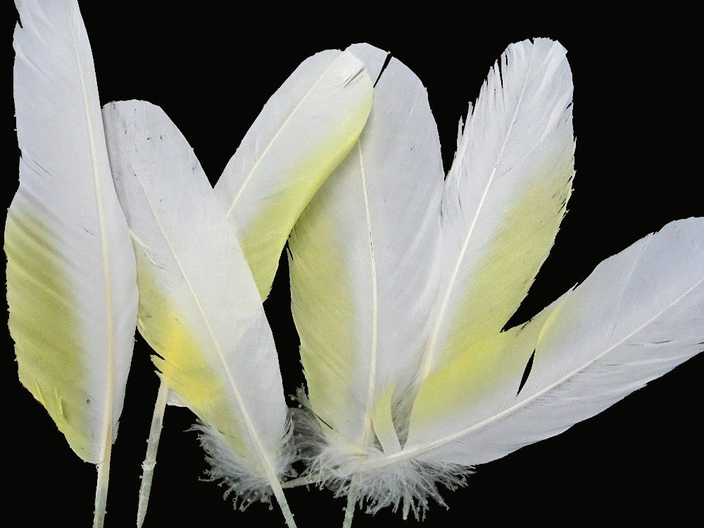 4 Pieces - White And Yellow Sulphur-Crested Cockatoo Wing Feather -Rare-