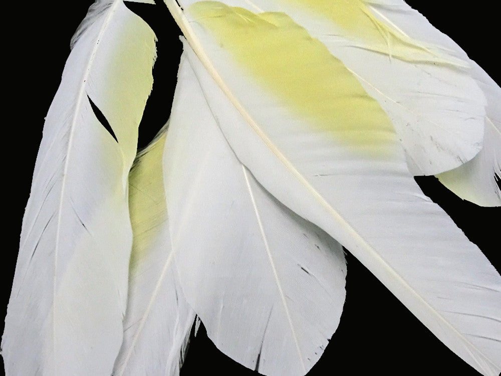 4 Pieces - White And Yellow Sulphur-Crested Cockatoo Wing Feather -Rare-