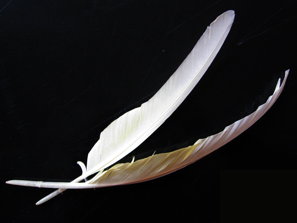 4 Pieces - White And Yellow Sulphur-Crested Cockatoo Wing Feather -Rare-